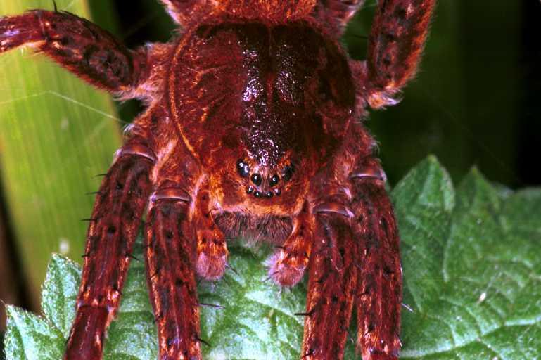 Dolomedes_plantarius_RF0631_O_86_Les Gris_Frankrijk.jpg